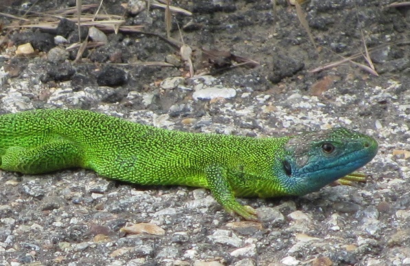 Lacerta bilineata M o F?  Maschio !